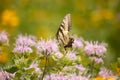 Beautiful pollinator spreading her wings in the field