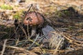 Pretty toadstool among fir needles in the forest. Royalty Free Stock Photo