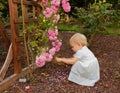 Pretty Toddler Girl Playing Near Pink Roses