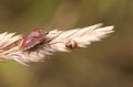 A pretty Tortoise Shieldbug Eurygaster testudinaria perching on a grass seed head at the edge of woodland. Royalty Free Stock Photo