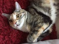 Pretty Tortoiseshell Tabby Cat