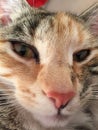 Pretty Tortoishell Tabby Cat Royalty Free Stock Photo