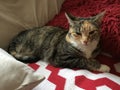Pretty Tortoishell Tabby Cat Royalty Free Stock Photo
