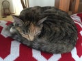 Pretty Tortoishell Tabby Cat