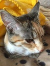 Pretty Tortoishell Tabby Cat