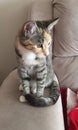 Pretty Tortoishell Tabby Cat