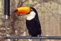 Pretty Toucan on display in Hong Kong.