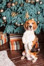 Trained dog sits obediently near New Year tree with gifts