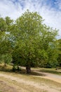 A pretty tree found inside the park, Hampstead Heath, UK