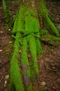 Pretty tree roots covered in green moss Royalty Free Stock Photo