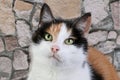 Pretty tricolor cats head portrait in front of a stone wall