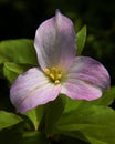 Pretty Trillium Flower Blushing Pink