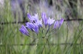 Pretty Triteleia Laxa in Knights Ferry Royalty Free Stock Photo