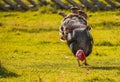 Turkey on the pasture eating grain