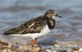 A stunning Turnstone Arenaria interpres searching for food along the shoreline at high tide on the Isle of Sheppey, Kent, UK. Royalty Free Stock Photo