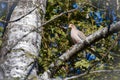 Pretty turtledove perched on a branch