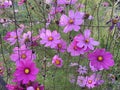 Pretty Vibrant Purple Cosmos Flowers in October in the Garden