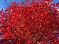 Pretty Vibrant Red Leaves in October Fall Foliage