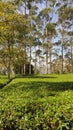 pretty view, expanse of tea gardens