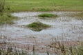 Pretty view of Marshland, algae formation in water, perfect natural background with ample space for text, message