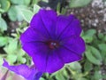 Violet flower and green leaves closeup