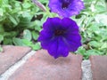 Violet flower on red bricks