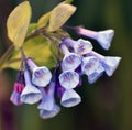 Pretty Virginia Bluebells Flowers Blooming Royalty Free Stock Photo