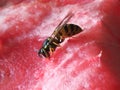 Pretty wasp reveling in a watermelon