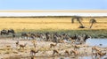 Pretty waterhole on edge of Etosha Pan with many animals drinking