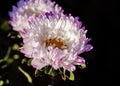 Pretty white aster with purple tips