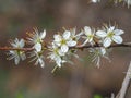 Pretty white blackthorn blossom, Prunus spinosa, on a thin branch Royalty Free Stock Photo