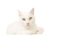 Pretty white cat lying down seen from the front looking at the camera on a white background Royalty Free Stock Photo