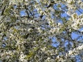 Pretty white cherry blossom flowers, British Columbia, Canada, 2018 Royalty Free Stock Photo