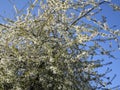 Pretty white cherry blossom flowers, British Columbia, Canada, 2018 Royalty Free Stock Photo