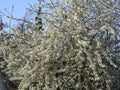 Pretty white cherry blossom flowers, British Columbia, Canada, 2018 Royalty Free Stock Photo