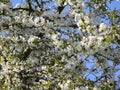 Pretty white cherry blossom flowers, British Columbia, Canada, 2018 Royalty Free Stock Photo