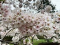 Pretty White Cherry Blossoms