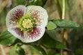 A pretty white Christmas Rose Helleborus plant. Royalty Free Stock Photo