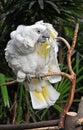 Pretty white cockatoo Royalty Free Stock Photo