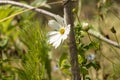 Pretty white cosmos flower, against a bamboo stake, in the middle of the vegetable patch, in June Royalty Free Stock Photo