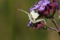 A white Crab Spider, Thomisidae, Misumena vatia, perched on a flower waiting for its prey to land on the flower and nectar. Royalty Free Stock Photo