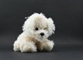 Pretty White Dog Toy isolated on black background with lot of space for message