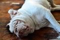 Pretty white english bulldog sleeping  on carpet Royalty Free Stock Photo