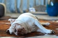 Pretty white english bulldog sleeping  on carpet Royalty Free Stock Photo