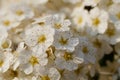 A pretty white flower in close-up.