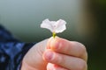 Child offering a flower as a gift Royalty Free Stock Photo