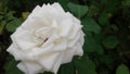 Pretty white flower for lovers of the world