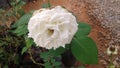 Pretty white flower for lovers of the world