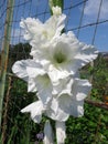 Pretty White Flower in Summer in August