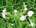 Silene. White flowers in green grass